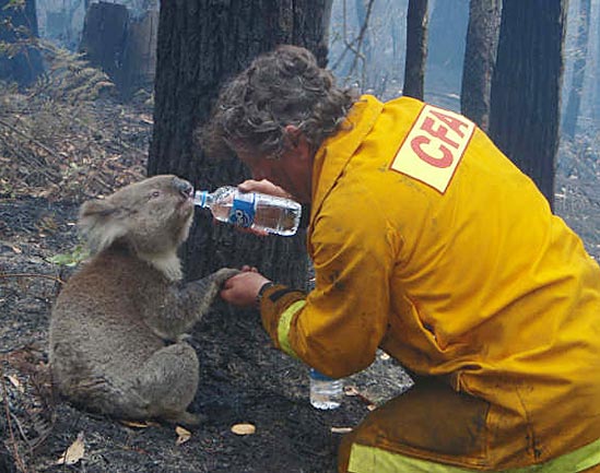741571 victoria 039 s killer fires